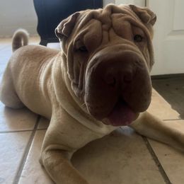 Chinese Shar-Pei from Yareli Shar-Peis