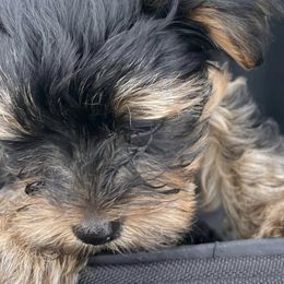 Yorkshire Terriers from The Perfect Yorkie
