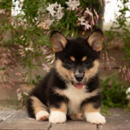 Teddy Bear(Possible Fluffy) - Black and tan male Pembroke Welsh Corgi puppy in Keene, Texas from Texas Fluff Butts and Friends