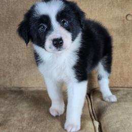 Lumos - Black and white male Border Collie puppy in Chicora, Pennsylvania from Riverwood