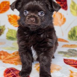 Winne - Chocolate and white female Chihuahua puppy in West New York, New Jersey from Pixie’s Magical Puppies