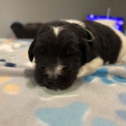 Goldendoodle and Poodle Puppies from Southern Stroll Poodles & Doodles