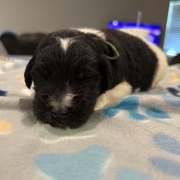 Goldendoodle and Poodle Puppies from Southern Stroll Poodles & Doodles