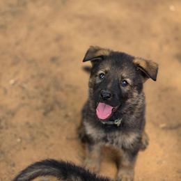 Woody - Sable male German Shepherd puppy in Winston Salem, North Carolina from Samtastic Shepherds