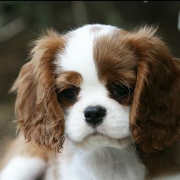 Cavalier King Charles Spaniel Puppies from RobinCreek Cavaliers