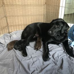 Labrador Retriever Puppies from Salty Duck Retrievers