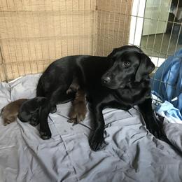 Labrador Retriever Puppies from Salty Duck Retrievers