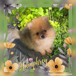 Humphrey- Tiny AKC - Orange sable male Pomeranian puppy in Eatonville, Washington from Foxy Forest Poms