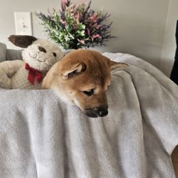 Shiba Inu Puppies from Shiba Shenanigans