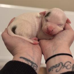 Aurora - White female American Staffordshire Terrier puppy in Lizella, Georgia from Àine Amstaffs