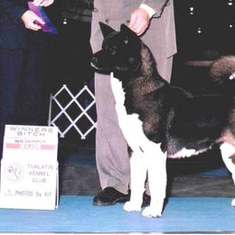 Akita All Grown Up from DeZaVu Akitas