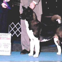 Akita All Grown Up from DeZaVu Akitas