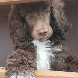 Twinkle Toes - Poodle puppy from Sue's Poodles and Doodles