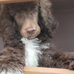 Twinkle Toes - Poodle puppy from Sue's Poodles and Doodles