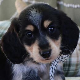 Louie - Piebald male Dachshund puppy in Wakarusa, Indiana from PuppyLove Dachshunds