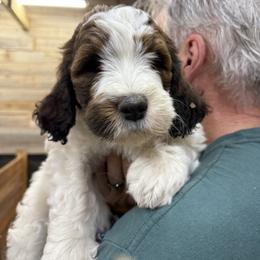 Tatum - Orange and white female Saint Berdoodle puppy in San Antonio, Texas from Mammoth Doodles