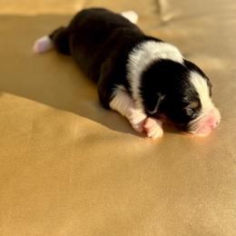 Autumn - Black tri-color female Australian Shepherd puppy in Beaverdam, Virginia from Cimmarun Farm Aussies