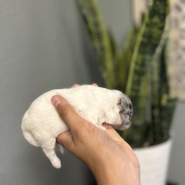 Pomeranian Puppies from Vargas Boyz Kennel
