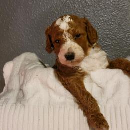 "Blue Wk4" Goldendoodle Puppies from Goldendoodle Breeder
