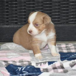 Marisol - Red tri-color female Australian Shepherd puppy in Jameson, Missouri from Sky Creek
