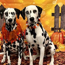 Dalmatians from Sarena Martinez