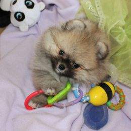 Pomeranian All Grown Up from Royal Tee Poms