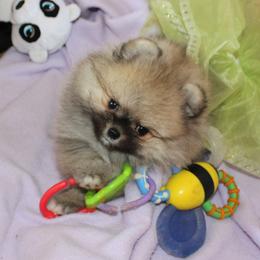 Pomeranian All Grown Up from Royal Tee Poms