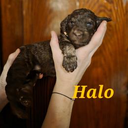 Halo - Phantom male Poodle puppy in New York from Powder Puff Poodles