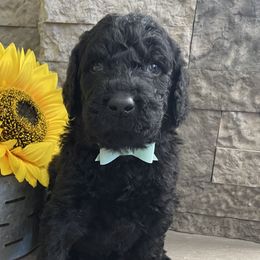 Licorice - Black Labradoodle puppy in Raleigh, North Carolina from Denalibear Doodles