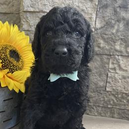 Licorice - Black Labradoodle puppy in Raleigh, North Carolina from Denalibear Doodles
