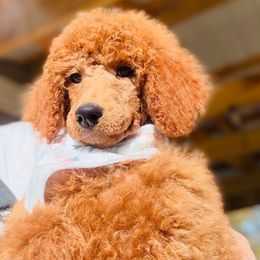 Bailey - Apricot female Poodle puppy in Greenwich, New York from MizzElle’s Standard Poodles