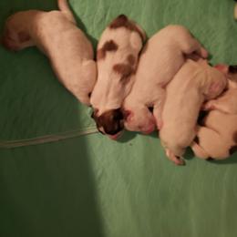 Girl 3 - White and badger female Great Pyrenees puppy in Yucaipa, California from Rusty Horse Ranch Great Pyrenees