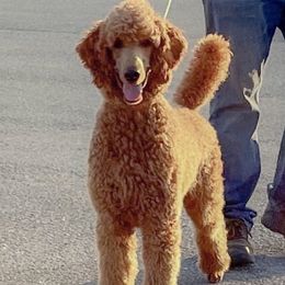 Goldendoodles from East Coast English Goldendoodles