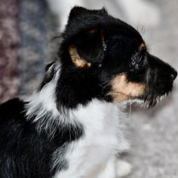 Beagle, Jack Russell Terrier, and Russell Terrier Puppies from Mountain Top