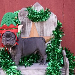 French Bulldog Puppies from Antietam Creek French Bulldogs