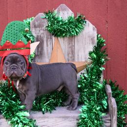 French Bulldog Puppies from Antietam Creek French Bulldogs