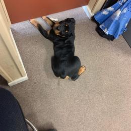 Rottweiler Puppies from Vom Arnold-Hause Rottweilers
