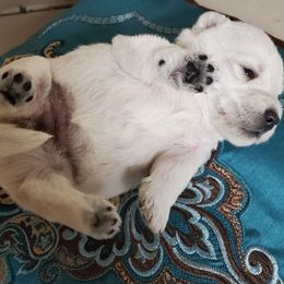 Scottish Terrier Puppies from Cavern Kennels