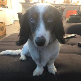 Dachshunds from Dirt Road Dachshunds of South Georgia