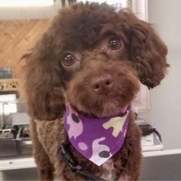 Emma - Poodle