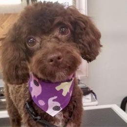Emma - Poodle