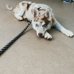 Pomsky Puppies from Royal Palm Pomskies
