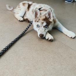 Pomsky Puppies from Royal Palm Pomskies