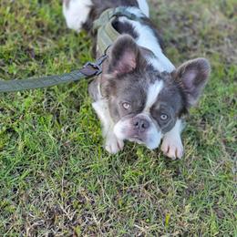 Koda - Black and white male French Bulldog puppy in Miami, Oklahoma from Destiny Jones