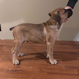 Red fawn male - Cane Corso puppy in Alabama from Cane Sportivo