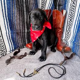 Mira - Black and white female Great Dane puppy in Climax, Michigan from Beaver Creek Danes