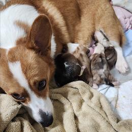Nugget - Pembroke Welsh Corgi
