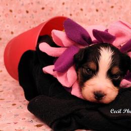 Australian Shepherd Puppies from Dovehawk Australian Shepherds