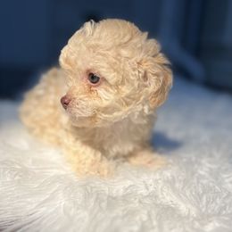 Poodle Puppies from Pawsome Poodles