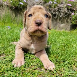 Female 7 - Chocolate female Great Dane puppy in Columbia Stat, Ohio from Rocky Road Chocolate Danes